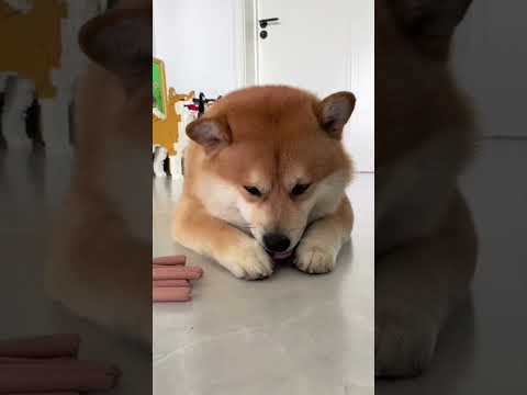 Best Dog Chews Tested – Which One Survived My Power Chewer?