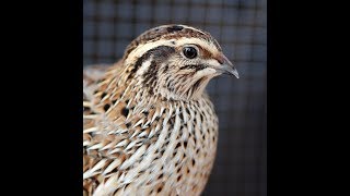 Coturnix Quail Update-2