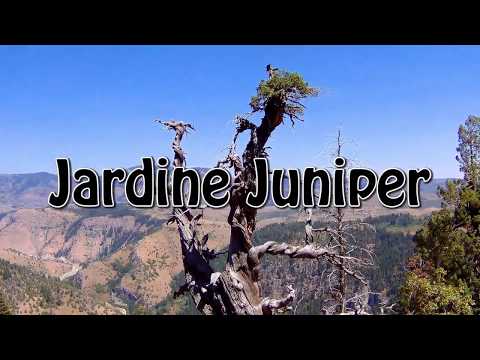 Jardine Juniper