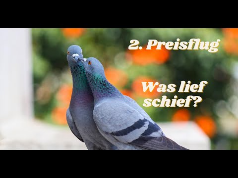 Brieftauben: Was lief schief beim 2. Preisflug? Auswertung der 2 Preisflüge bisher