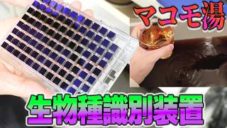 マコモ湯を150万円の生物種特定装置で検査した結果www