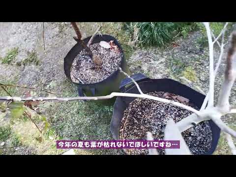  2月にクルミの木を剪定できますか? 「はい」の場合、どのように操作しますか? 2024 年のガイド  庭園