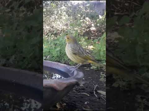 Birdday 041Lora argentina Jilguero dorado 1706 2025