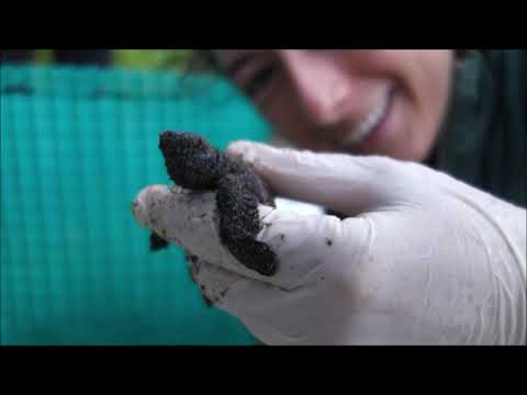 Sea Turtle Conservation & Environmental Education