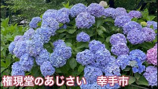 権現堂の紫陽花　埼玉県幸手市 ごんげんどうのアジサイ　hydrangea saitama satte 2022年6月撮影