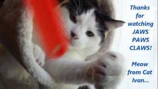 JAWS -PAWS - CLAWS -or The Attack Of The Fly Swatter
a new short trailer for the Cat Ivan Channel.
Tell me if you like it.