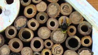 Flotte Bienen, lange Beine und viel Verkehr im Hotel