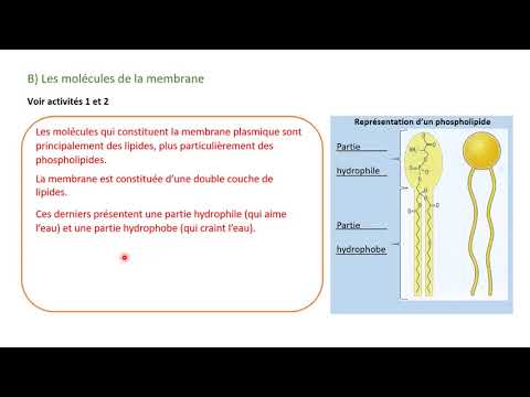 Chap 3 Une structure complexe : la cellule (enseignement scientifique)