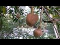 Red Custard Apple,Ramphal Fruit Plant/Tree