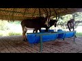 Baluarte Zoo S Sable Antelopes