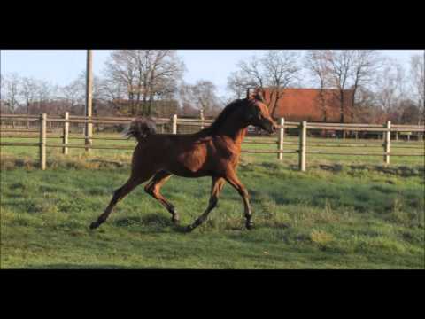 ZK Marcin video 2015 december