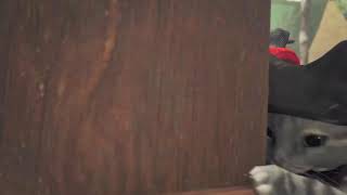 ＃１２　初心者ハンターレリョもん冒険記［MH Wilds］英雄の証クリアしたい１日目