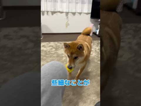 柴犬ボブ…もう戻らない宝物… #柴犬ロック