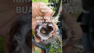 Download lagu Kantong Macan dan Mustikanya Apakah ini ada Ruh nya atau Khasiatnya buat apa mp3