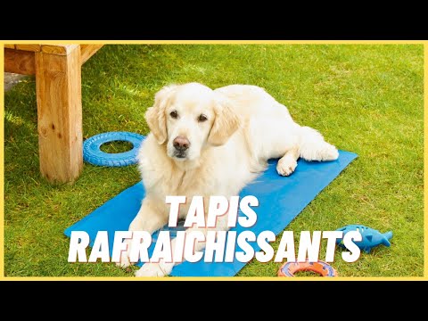 Tapis rafraîchissant chien : mon test des 3 meilleurs