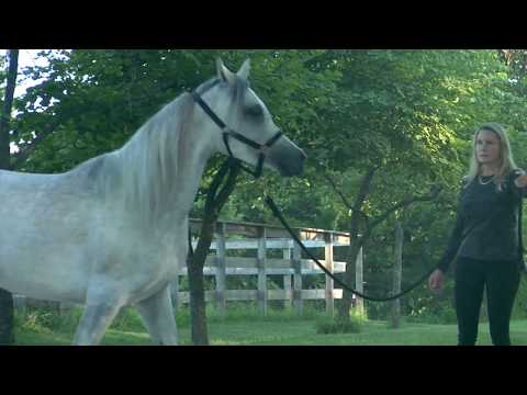 Saidat Al Badia ( Laheeb Al Nasser x Amal Al Badia ) Straight Egyptian Arabain Mare