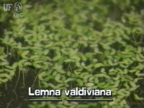 small duckweed (Lemna valdiviana)