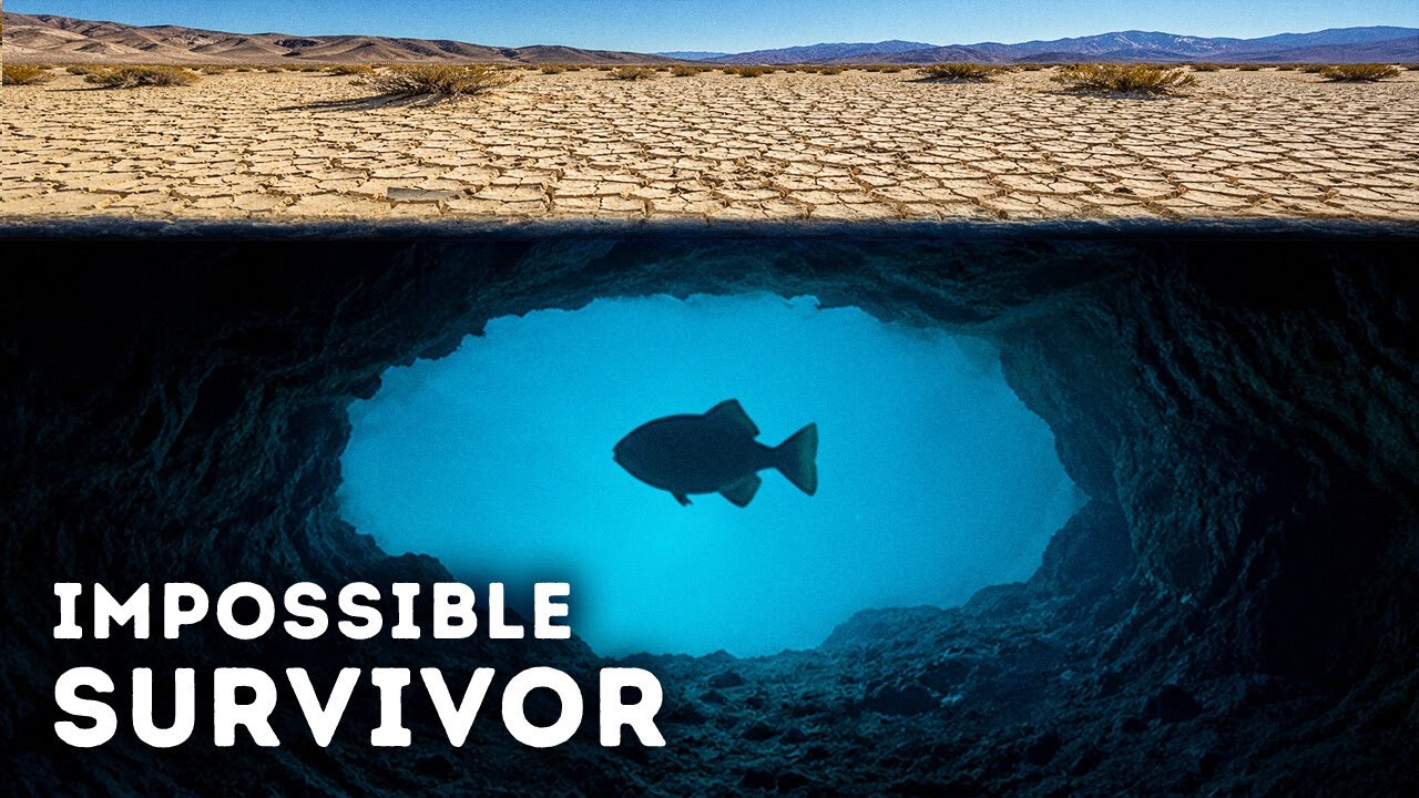 Why the World's Rarest Fish Is Trapped in a Nevada Desert