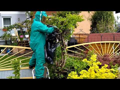 Bienenvolk in einer Grünanlage am 24.05.2019