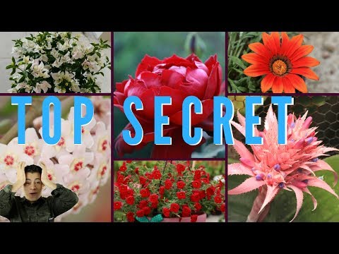 SECRETO PARA QUE FLOREZCAN TUS PLANTAS COMO LOCAS