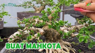 Download lagu BAGIAMANA CARA MEMBUAT MAHKOTA PADA BONSAI ? mp3