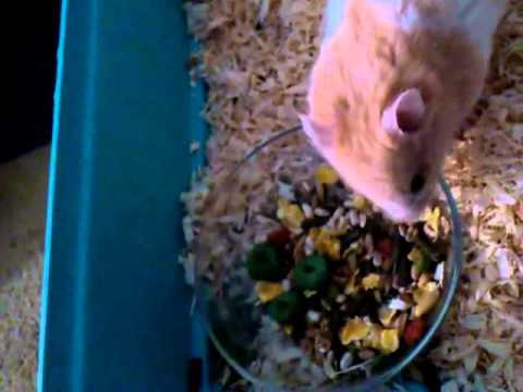 Mein süßer hamster räumt auf :)