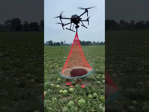 Drones capture wild boars that destroy crops1#villagelife#smartfarming #rurallife #farmingtraditions