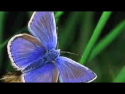 Kai Alexander - Butterfly by Herbie Hancock  produced by Kai Alexander