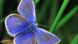 Kai Alexander - Butterfly by Herbie Hancock  produced by Kai Alexander