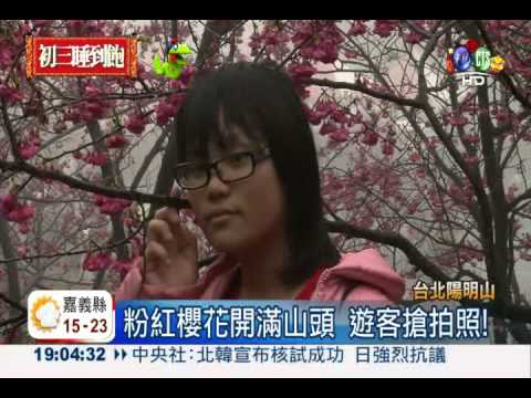 陽明山花季登場 大批人潮湧入
