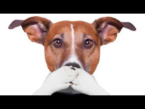 5 COSAS que tu PERRO ODIA de TI y las sigues HACIENDO | Parte 1