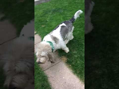 Graham and the welcome dog