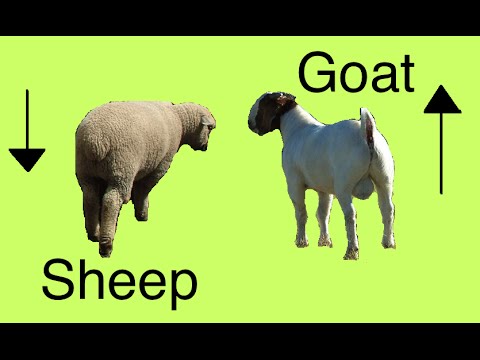 , title : 'Sheep and Goat Secrets (Differences)'