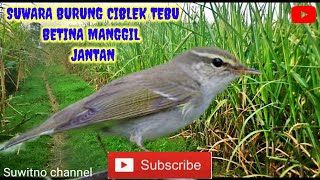 Download lagu SUWARA BURUNG CIBLEK TEBU BETINA MANGGIL JANTAN mp3 Download lagu SUWARA BURUNG CIBLEK TEBU BETINA MANGGIL JANTAN mp3