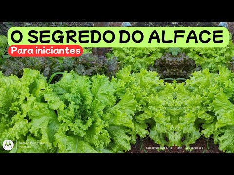 HOW TO PLANT AND HARVEST LETTUCE IN 50 DAYS (FOR BEGINNERS) AMAZING TIPS