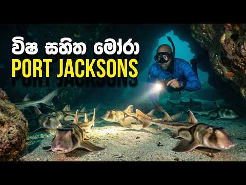 විශ සහිත මෝරා | Pork Jacksons | Dr. Ru Somaweera | #යංසත්තුබලන්න #rugoeswild