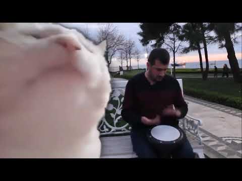 Cat Vibing To Ievan Polkka - Cat Vibing To Music | Cat Vibing Meme