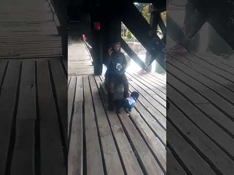 eduardo y neron🐕 cicloviajeros ,por allá en villa la angostura ,neuquen