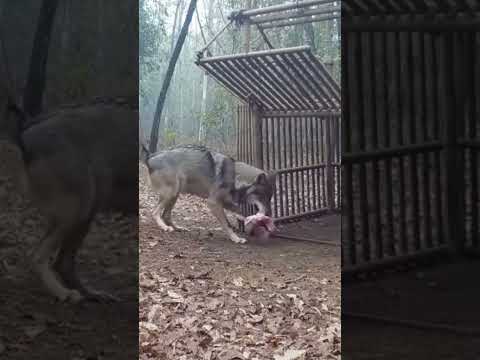 A gray wolf cautiously approaches a bamboo cage trap hidden in a foggy forest clearing.
