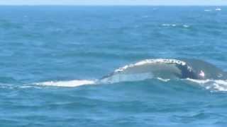 preview picture of video 'Aquarena Vichayito | Avistamiento de ballenas jorobadas'