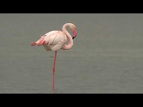 Greater Flamingo (Phoenicopterus roseus) lovely video 🥰 😍