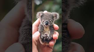 Download lagu Cute Baby Koala! So Tiny!!! mp3 Download lagu Cute Baby Koala! So Tiny!!! mp3