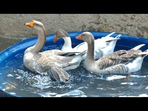 Lago caseiro para os gansos pronto! VEJAM que lindos eles nadando! 🙏😍❤️