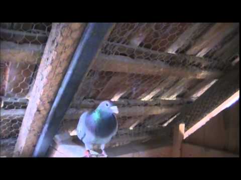 Interviu Oros Bogdan - Prezentarea crescatoriei pod si a porumbeilor cu rezultate