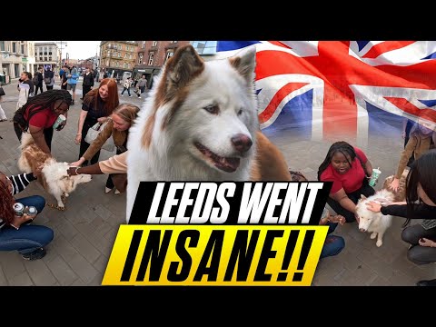 I Took My Husky to Leeds and People LOST THEIR MINDS!! 🐶🔥