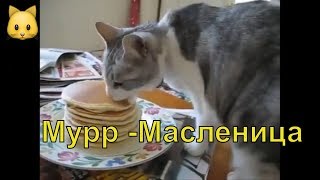 Кот. Масленица. Блина да сметана - пища наша. Интересная подборка видео