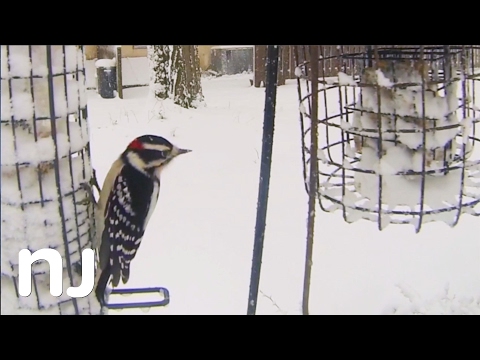 Winter birds play in the snow