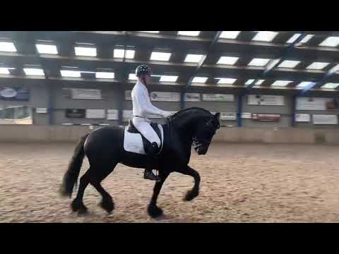 Stal Okkema's Bate - Alwin x Leffert - star + sport stallion - 1.63m - 2016