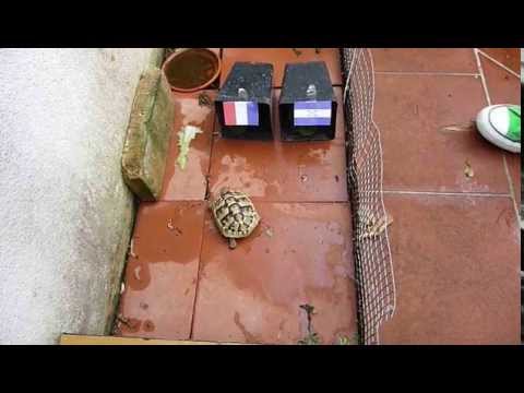 Tartaruga dei Mondiali 2014 (15/06/2014 Francia Honduras)