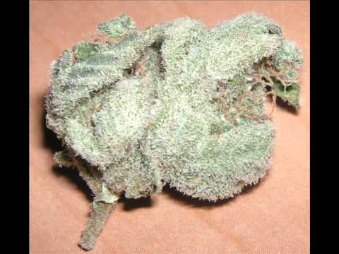 Ekipa Iz Tripa  - Fazon High  2011